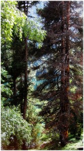 bosque1