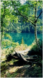 bosque2